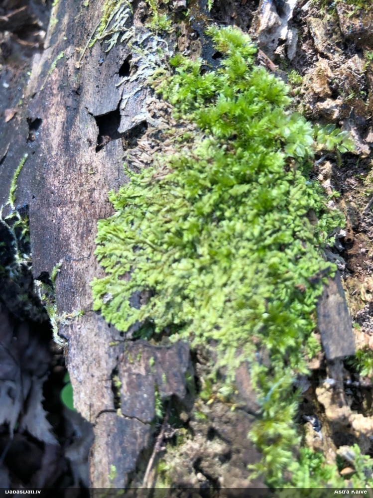 Dažādlapu sekstīte