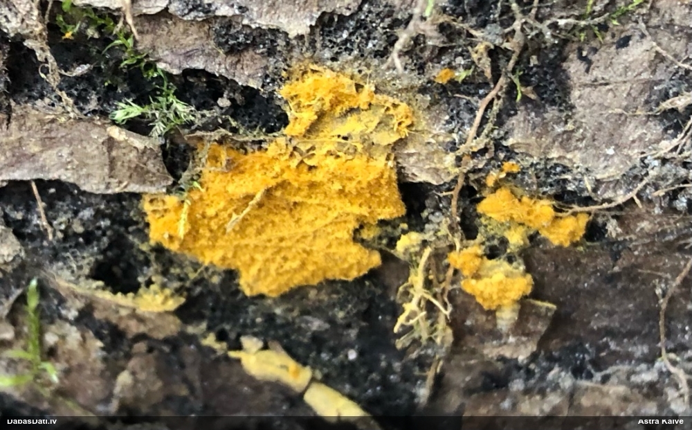 Trihija, hemitrihija (nenoteikta)