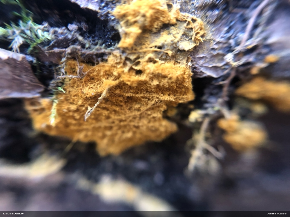 Trihija, hemitrihija (nenoteikta)