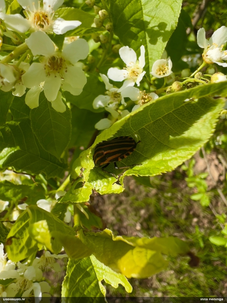 Svītrainā vairogblakts