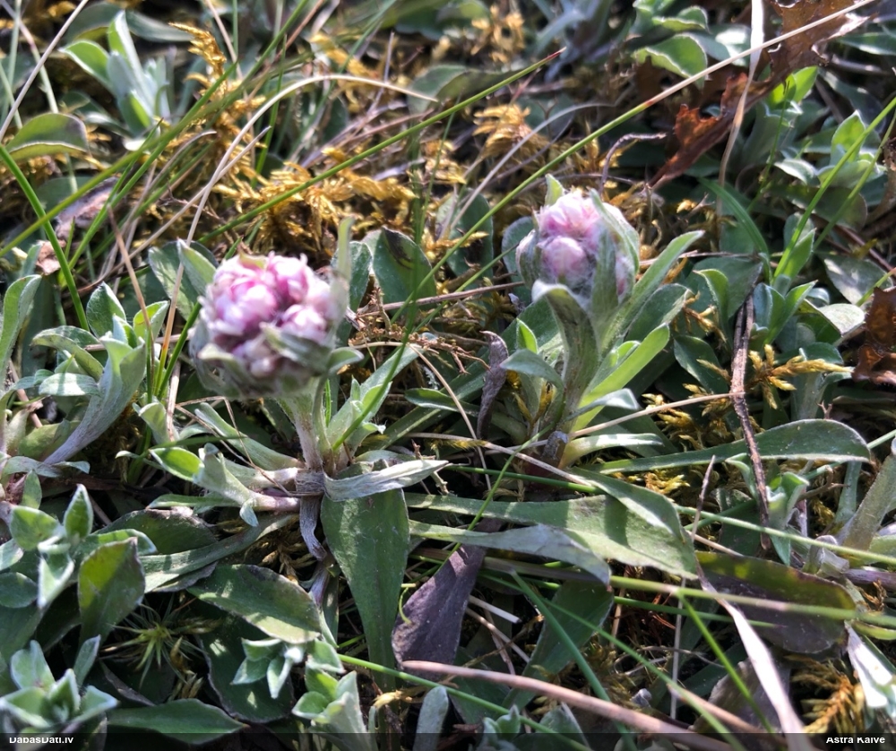 кошачья лапка двудомная