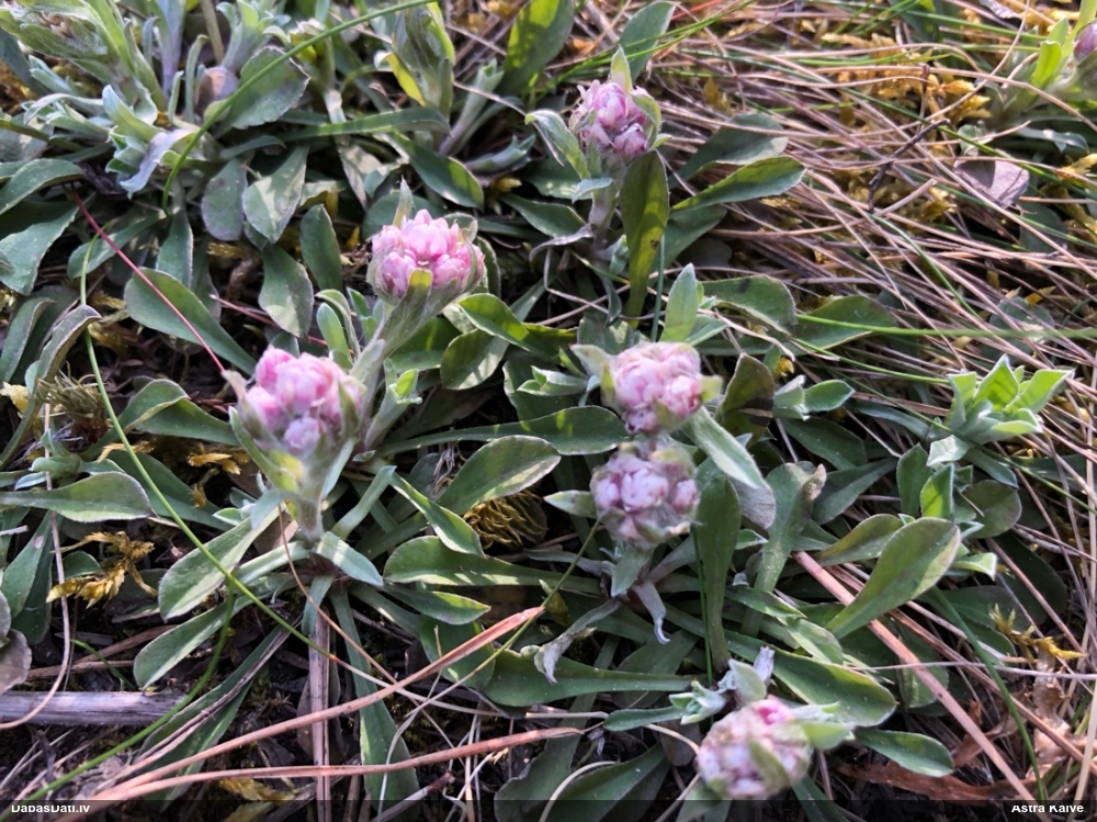 кошачья лапка двудомная