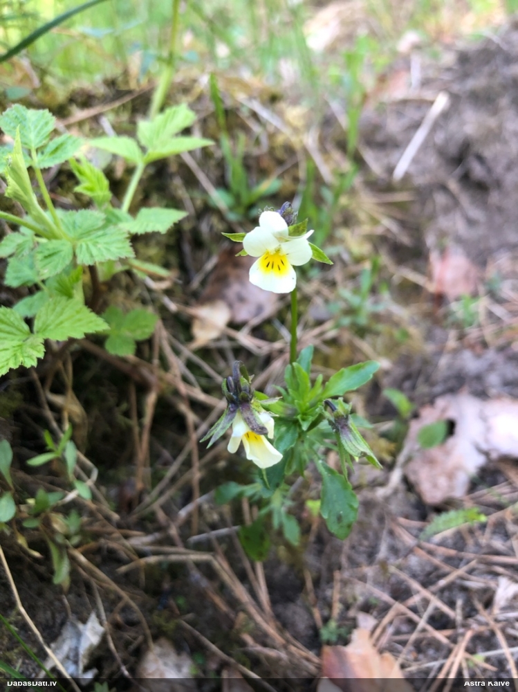 фиалка полевая