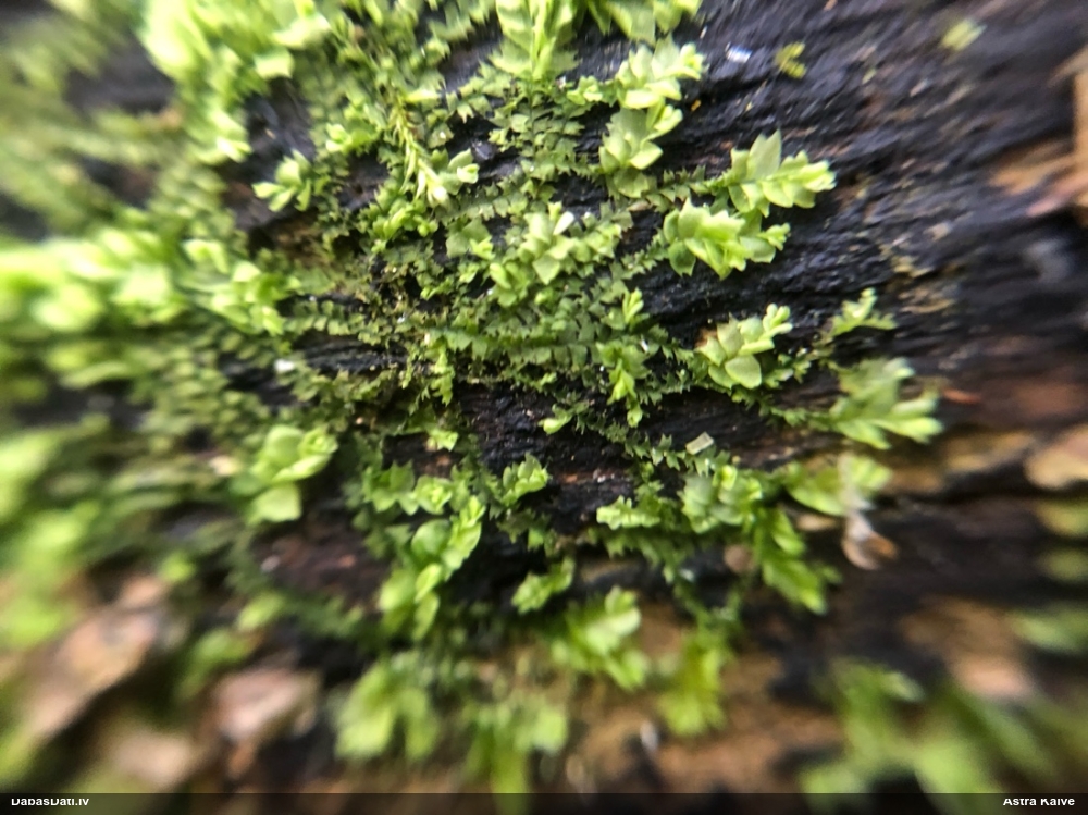 Dažādlapu sekstīte