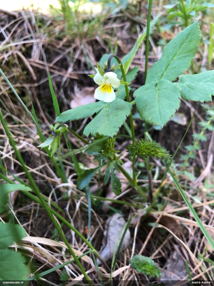 фиалка полевая