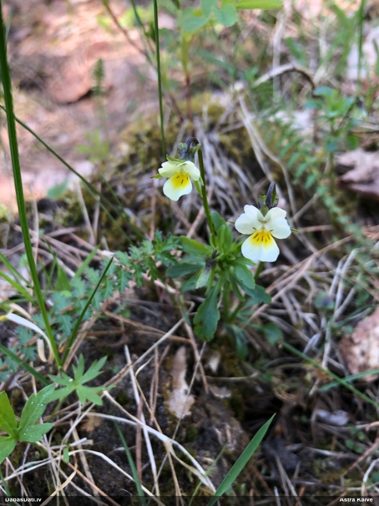 фиалка полевая