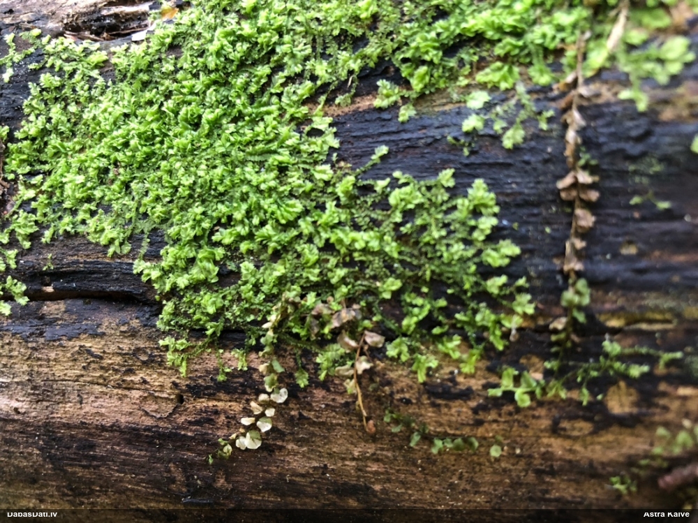 Dažādlapu sekstīte