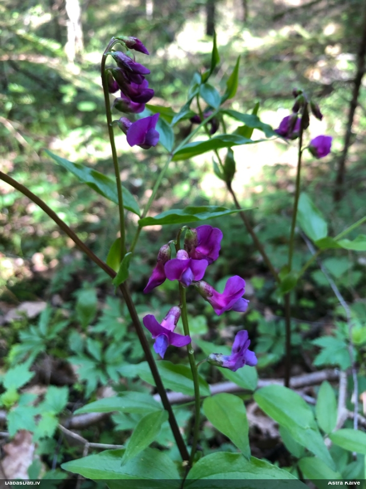 чина весенняя