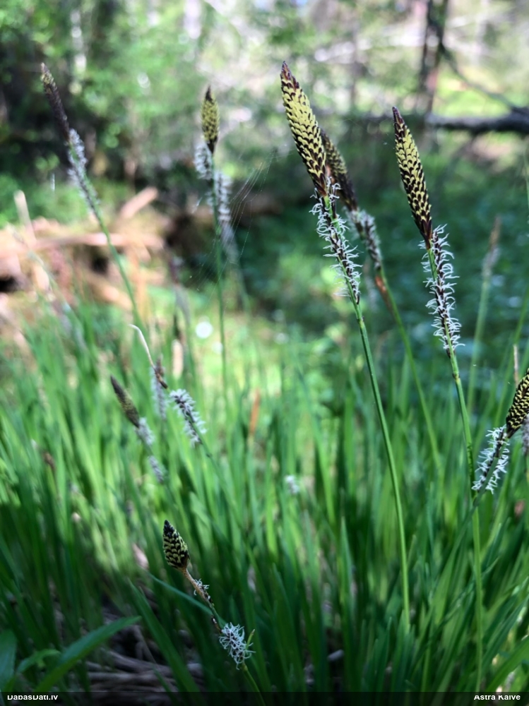 осока дернистая