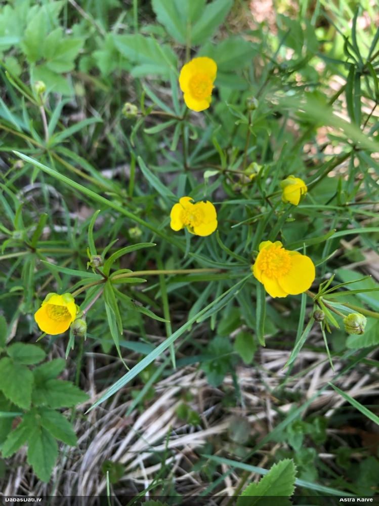 лютик золотистый