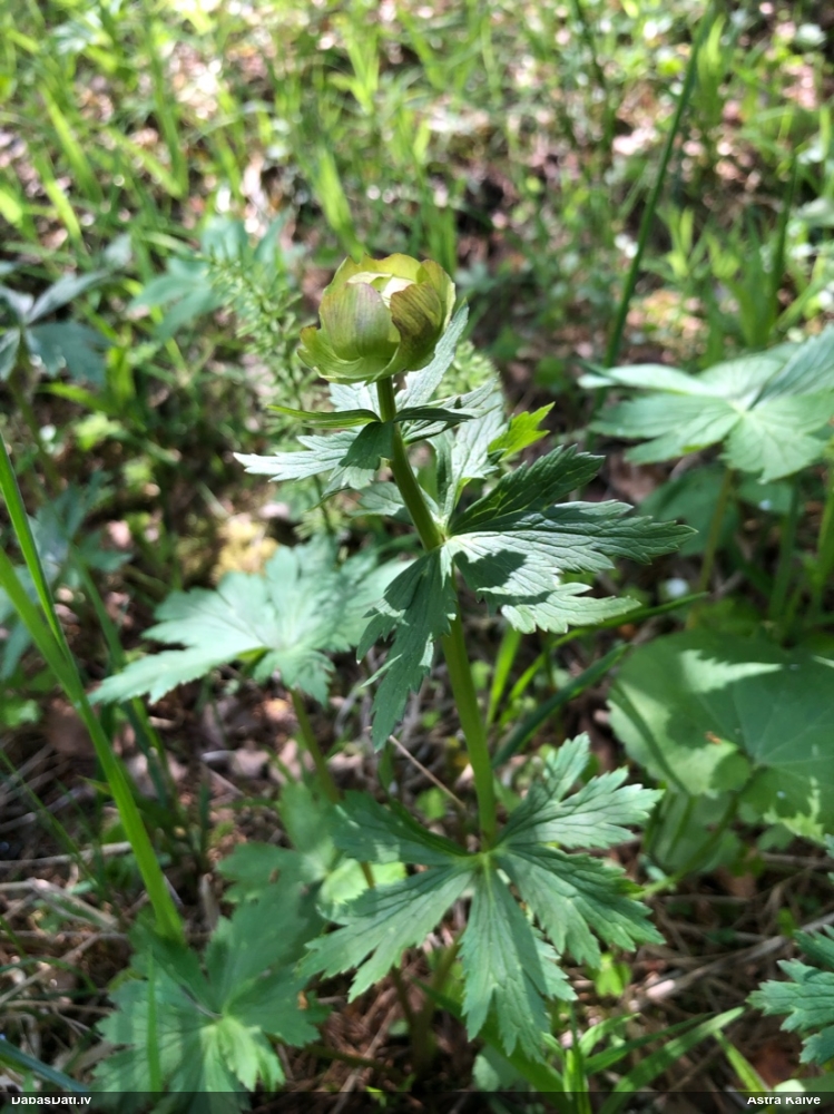 купальница европейская