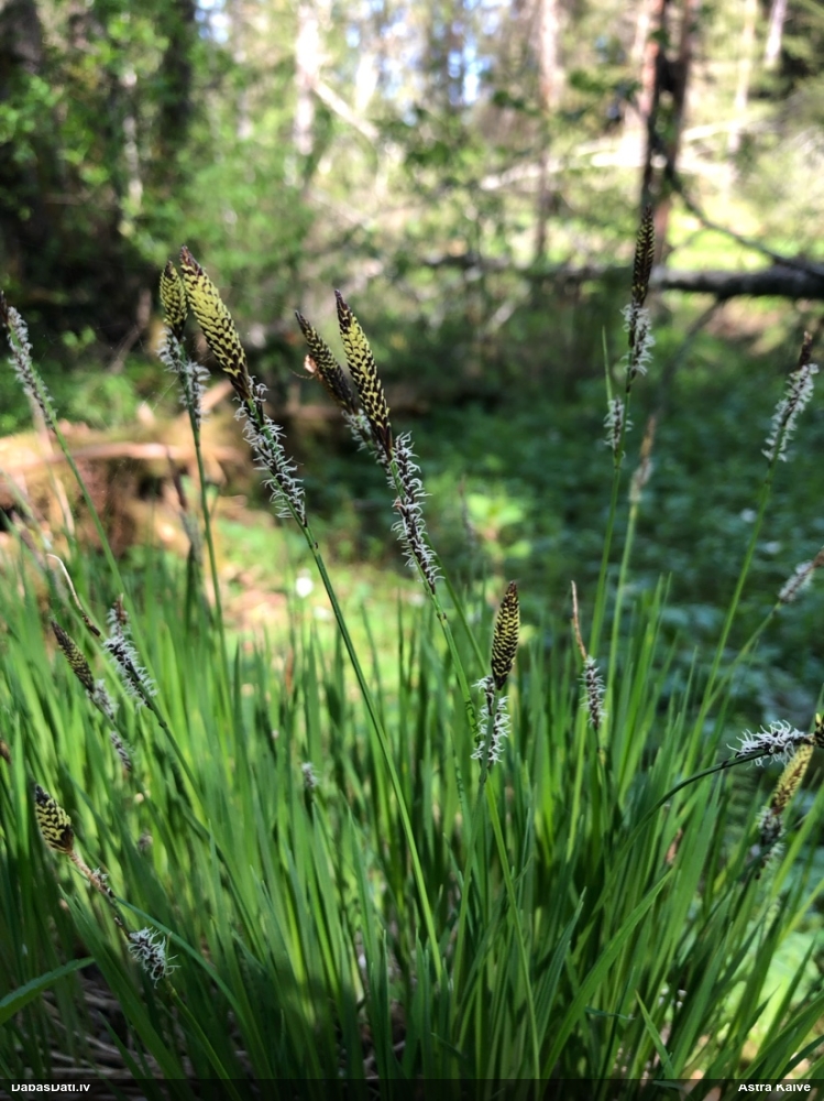 осока дернистая