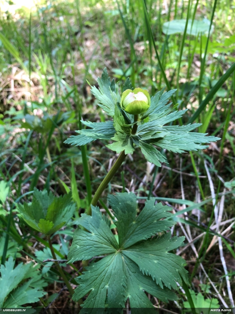 купальница европейская