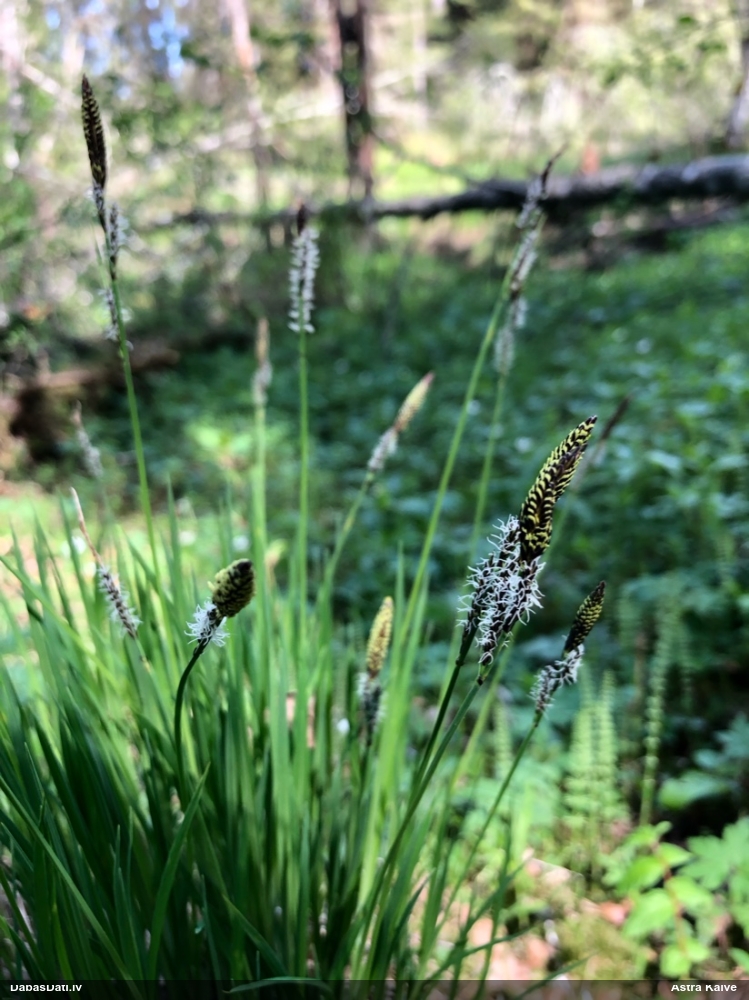 осока дернистая