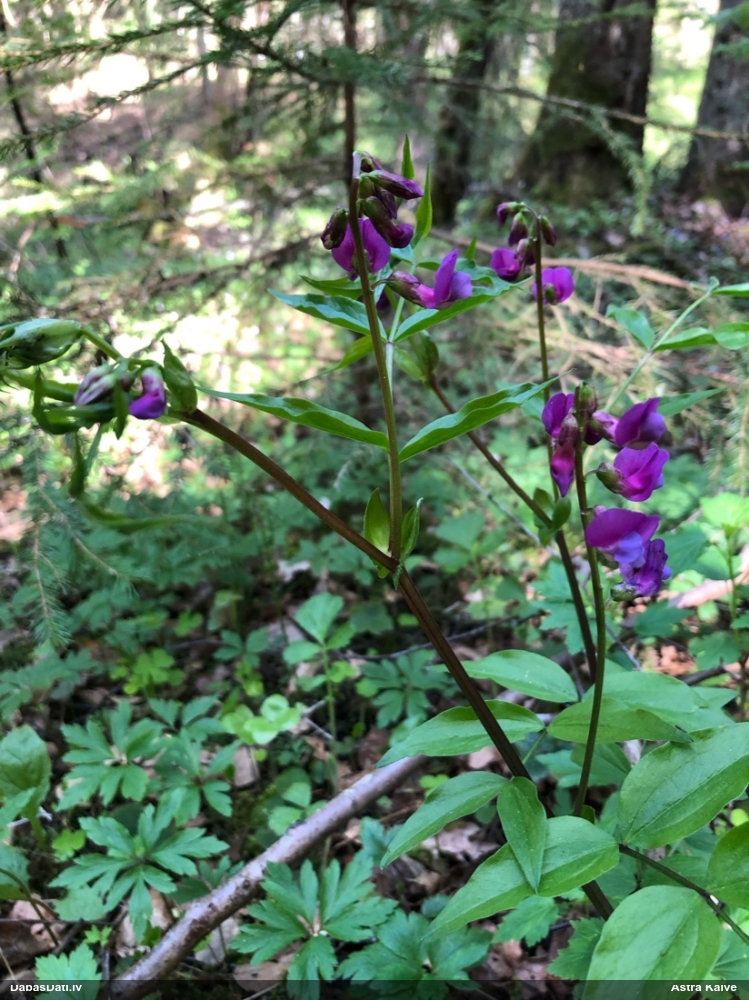 чина весенняя