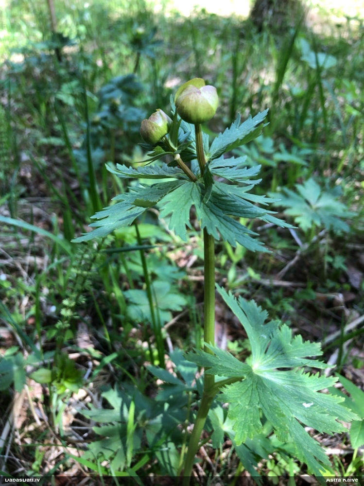 купальница европейская