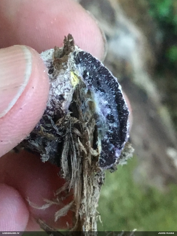 Baltais ragansviests