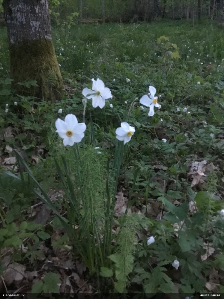 нарцисс поэтический
