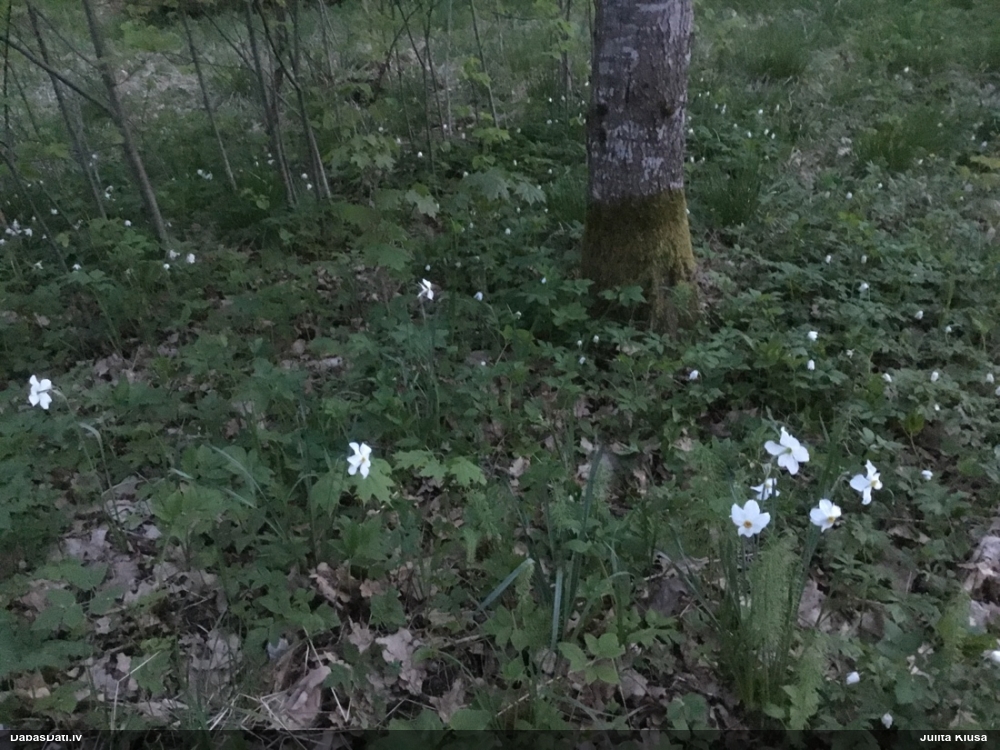 нарцисс поэтический