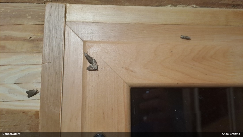 Svilnis Aphomia sociella