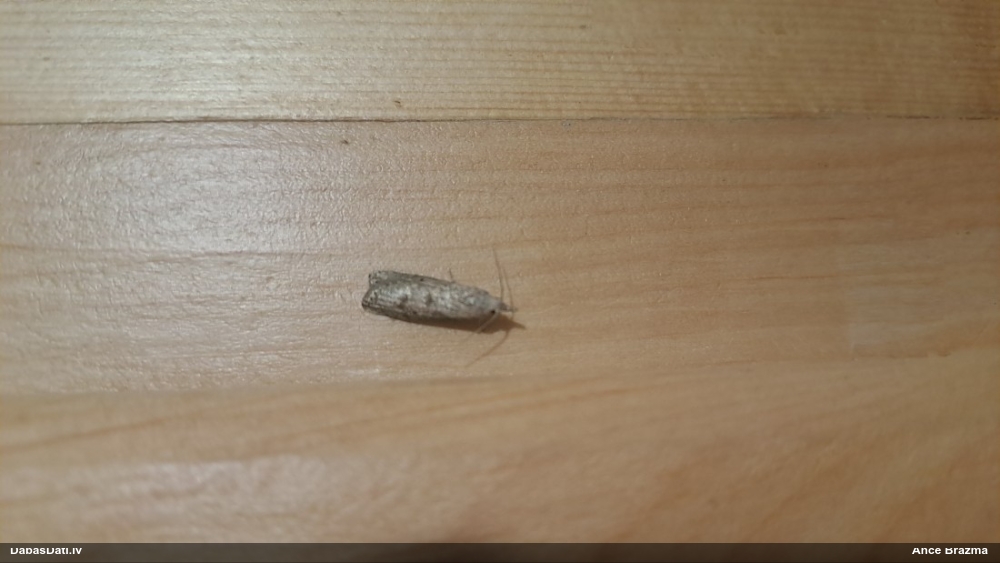 Svilnis Aphomia sociella