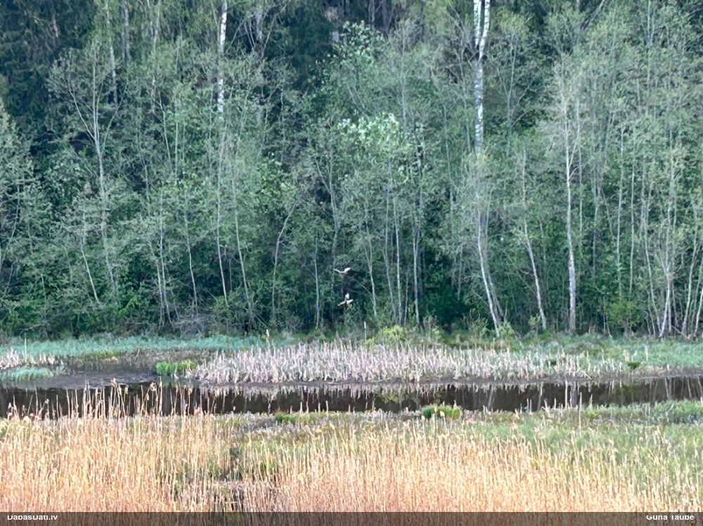 болотный лунь