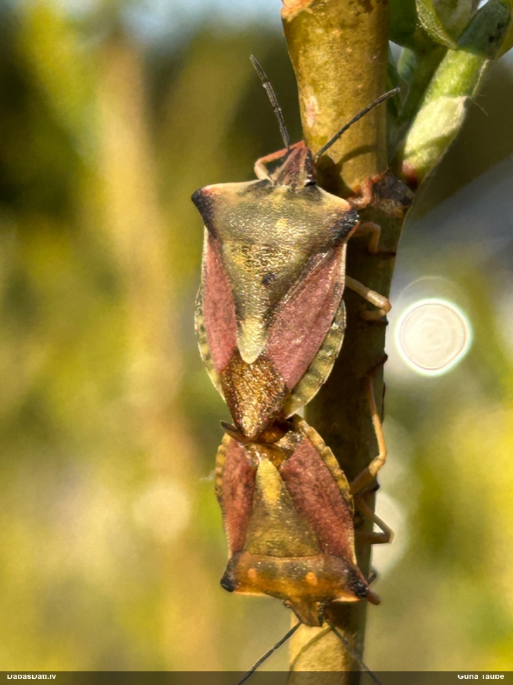 Vairogblakts Carpocoris fuscispinus