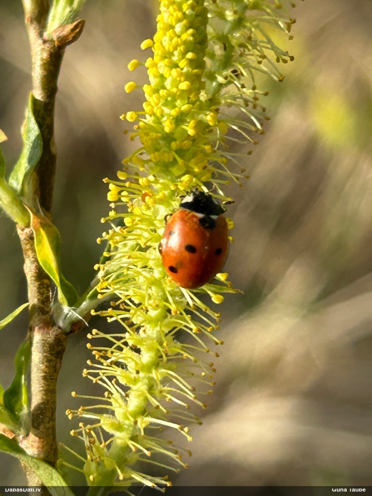 Septiņpunktu mārīte
