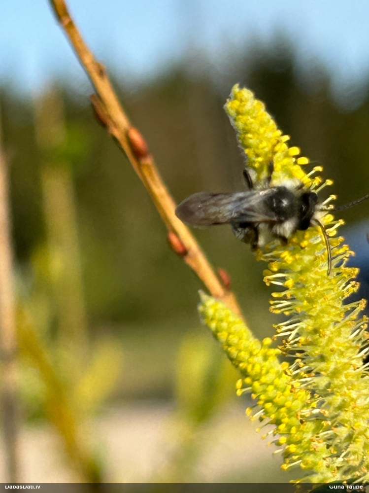 Smilšbite Andrena sp.