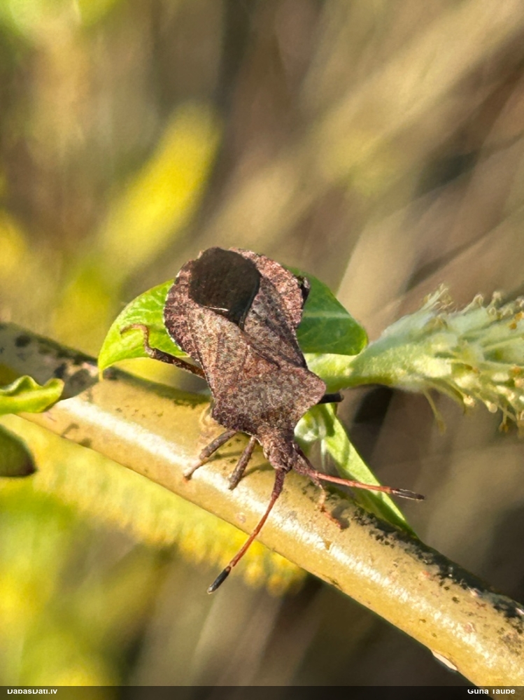 Skābeņu-vīgriežu ornamentblakts