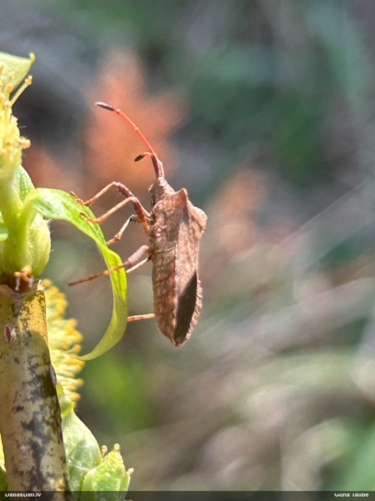 Skābeņu-vīgriežu ornamentblakts