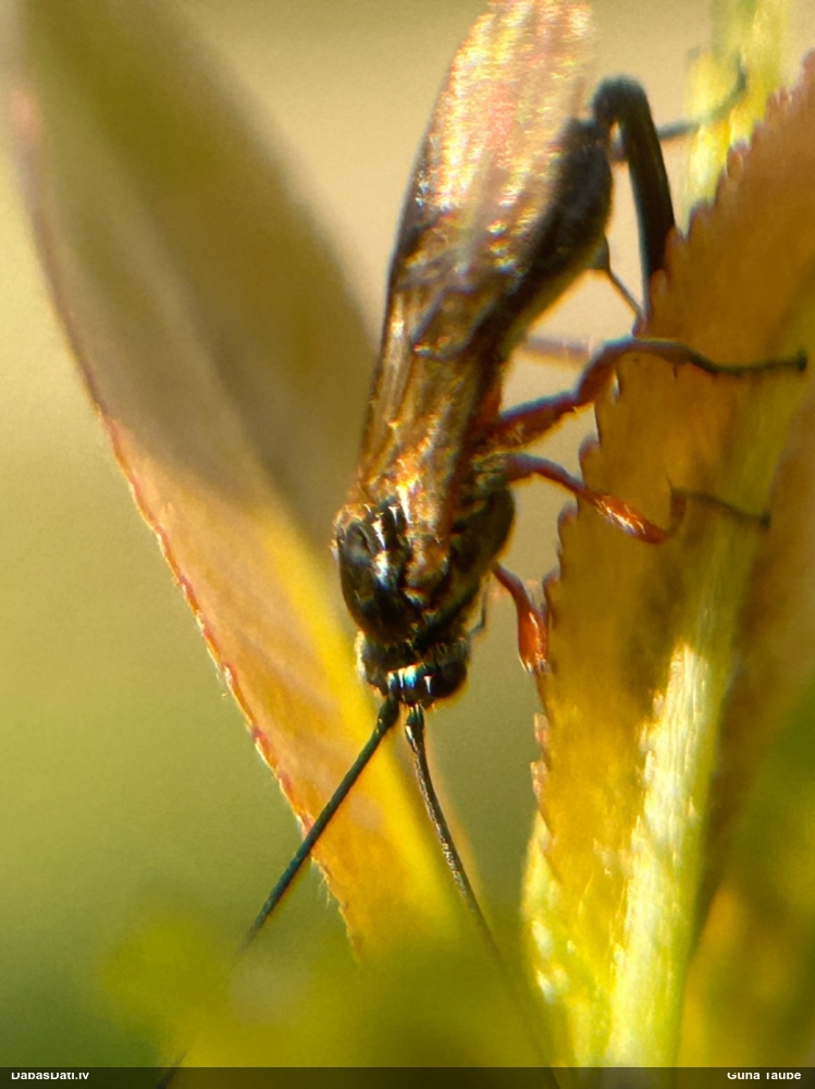 Jātnieciņš (nenoteikts)