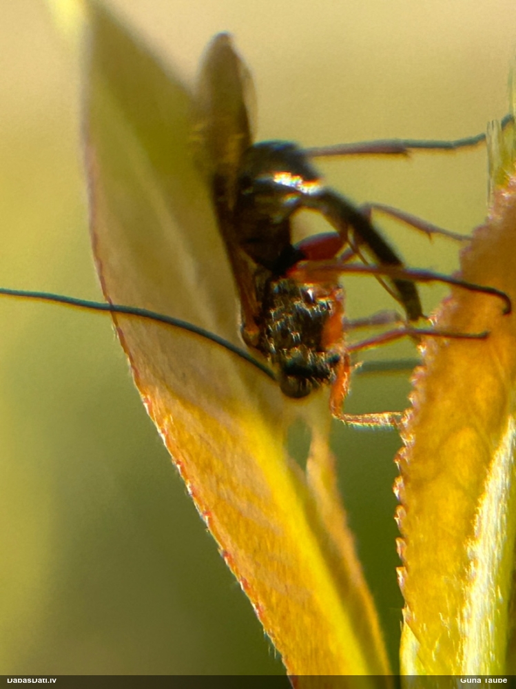 Jātnieciņš (nenoteikts)