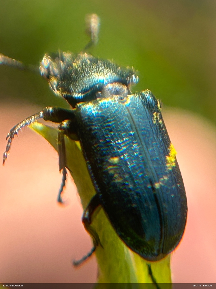 Praulenis Platycerus sp.