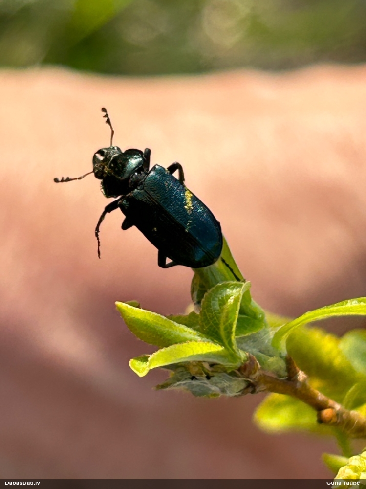 Praulenis Platycerus sp.