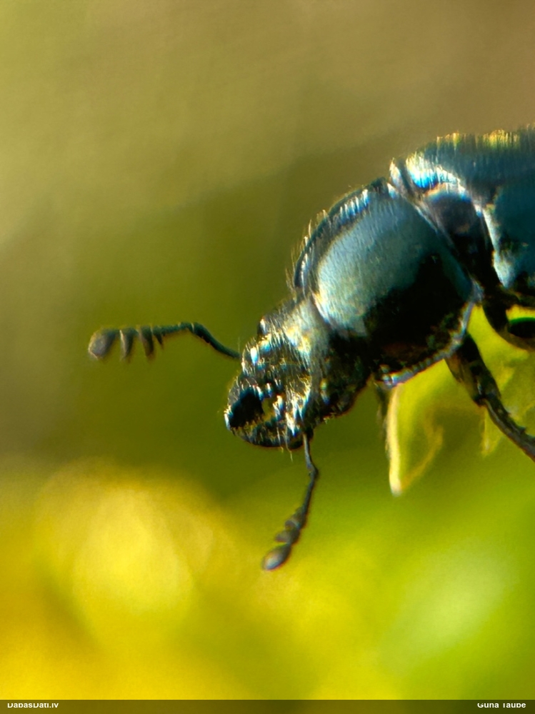 Praulenis Platycerus sp.