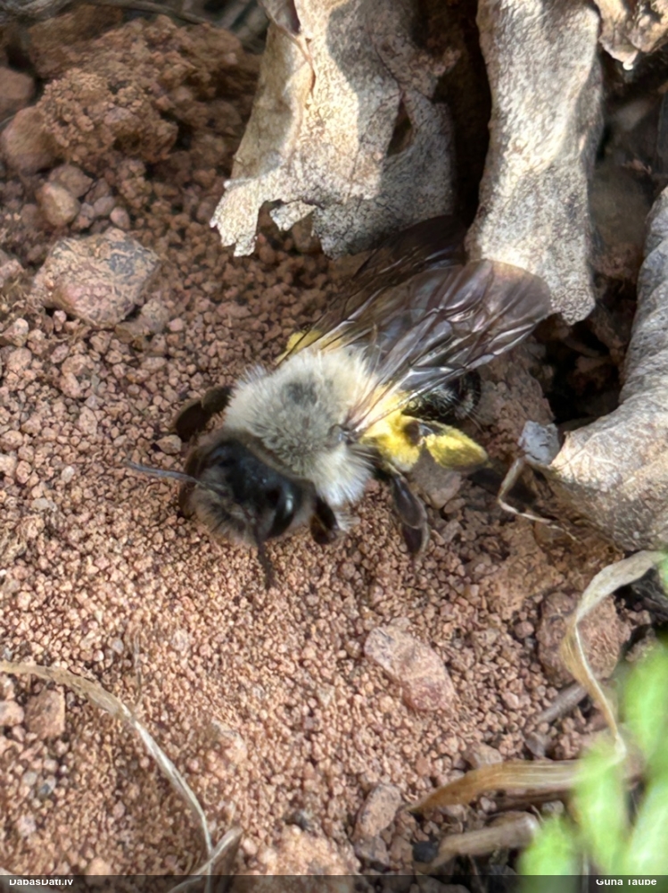 Smilšbite Andrena vaga