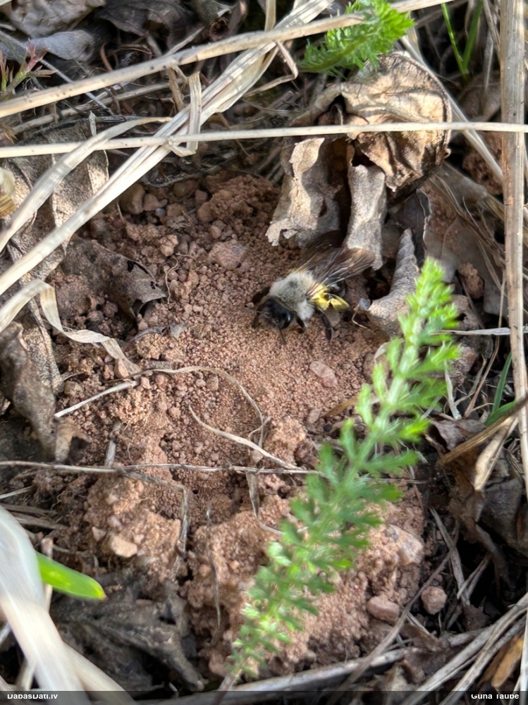 Smilšbite Andrena vaga