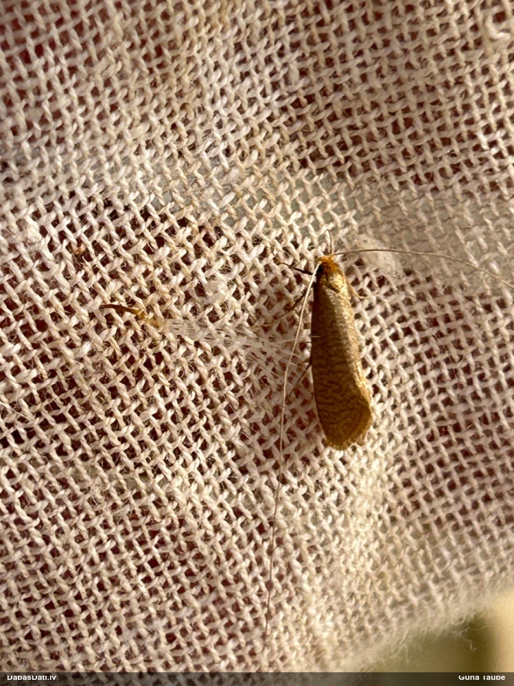 Zaigkode Nematopogon swammerdamella