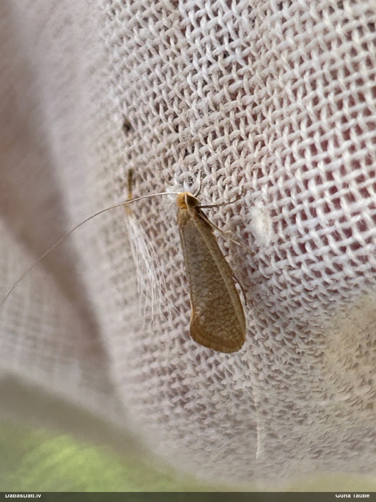 Zaigkode Nematopogon swammerdamella