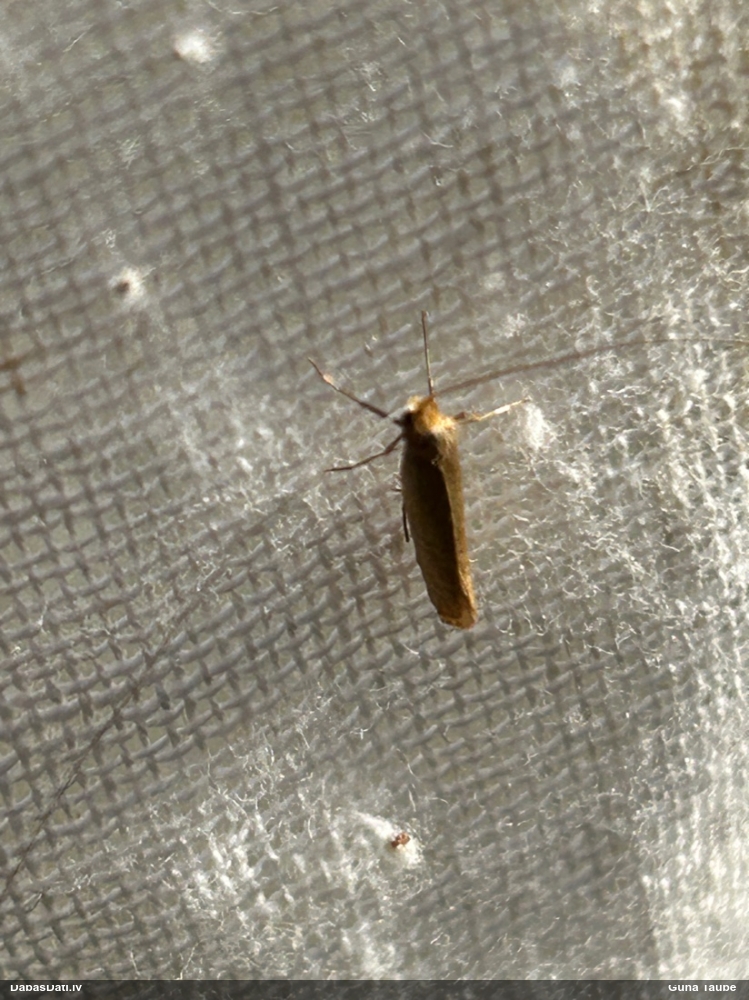 Zaigkode Nematopogon swammerdamella