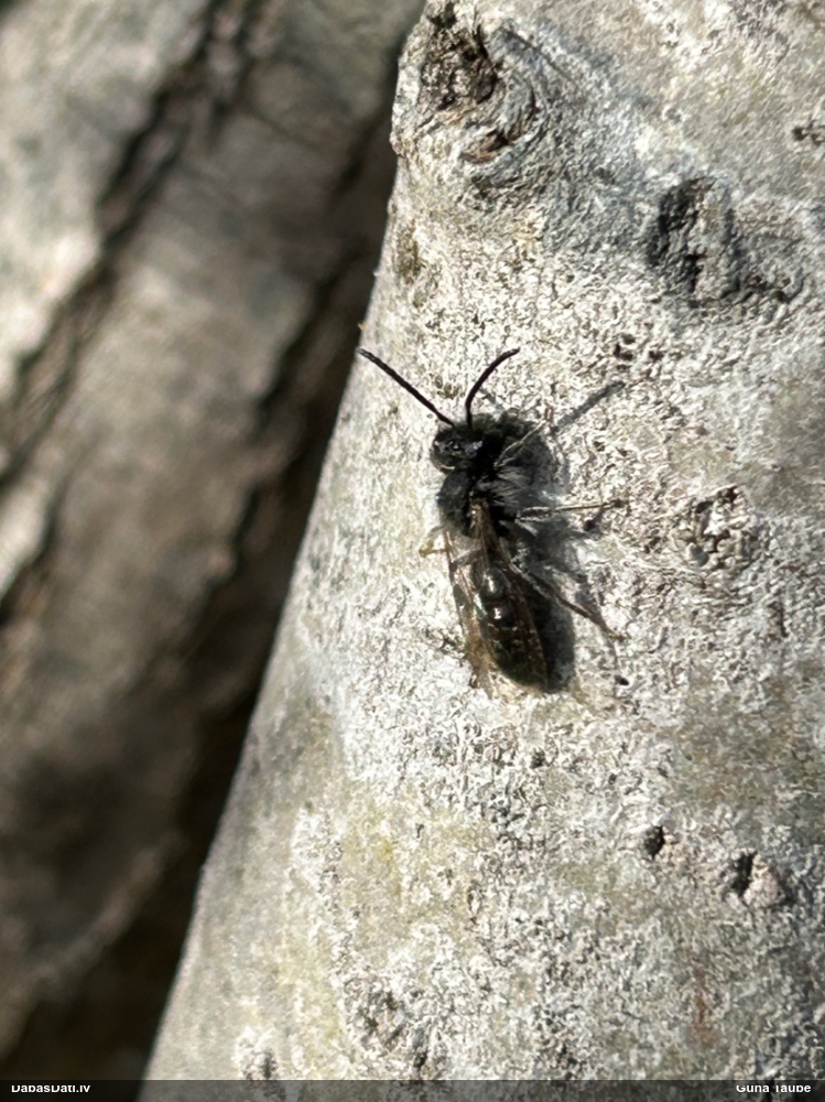 Smilšbite Andrena sp.