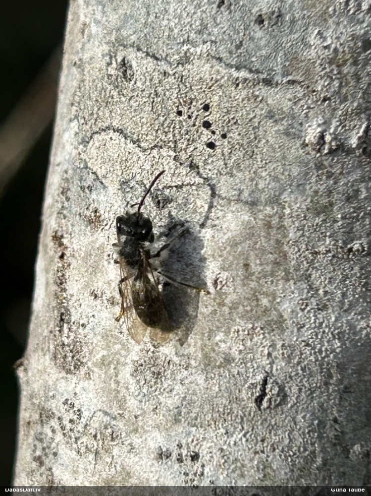 Smilšbite Andrena sp.