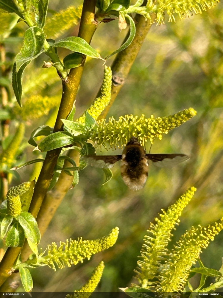 Pūkmuša Bombylius major