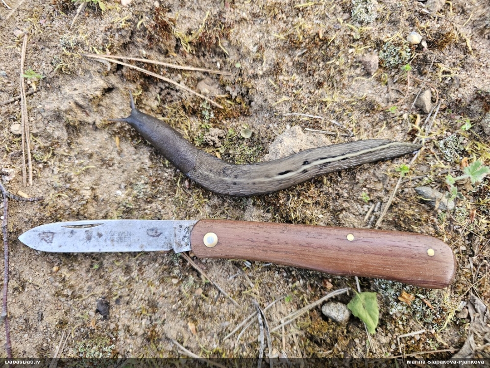 слизень большой черный