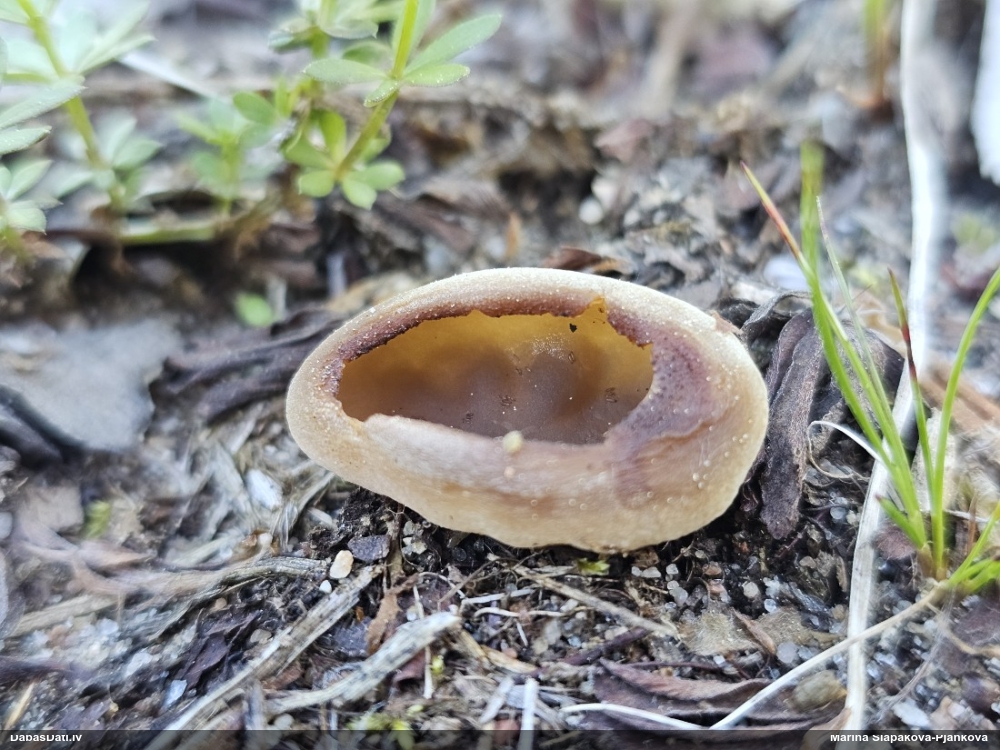 Kaussēne Peziza sp.