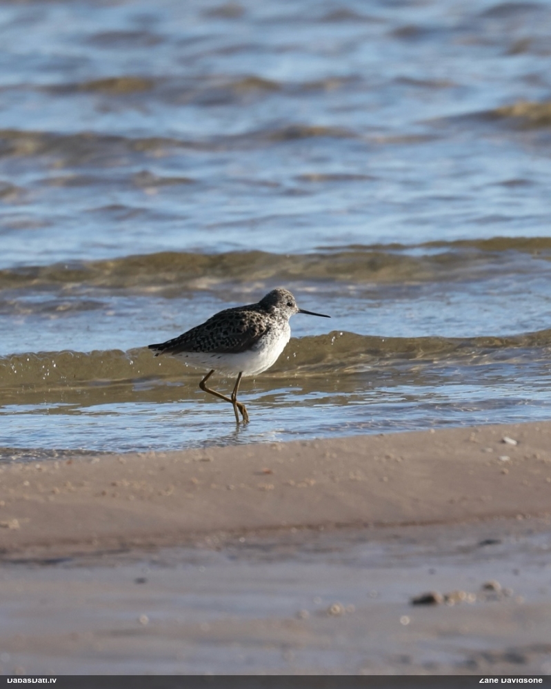 поручейник