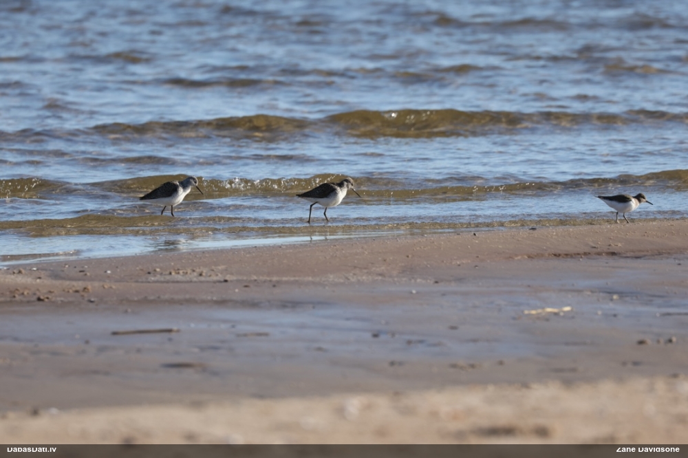 поручейник