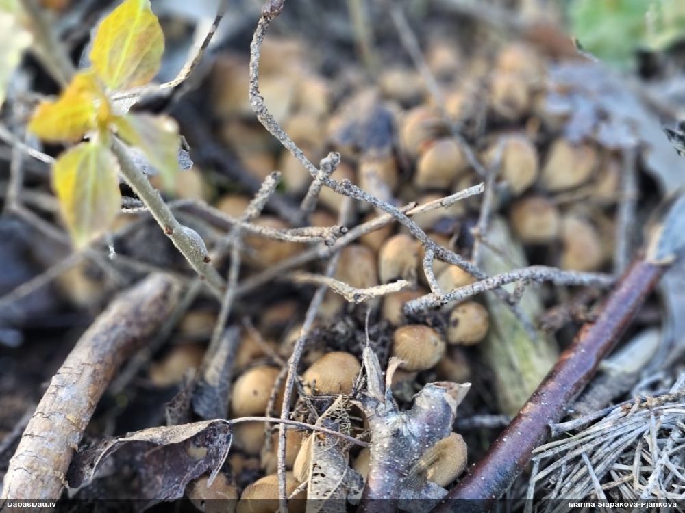 Tintene (nenoteikta)