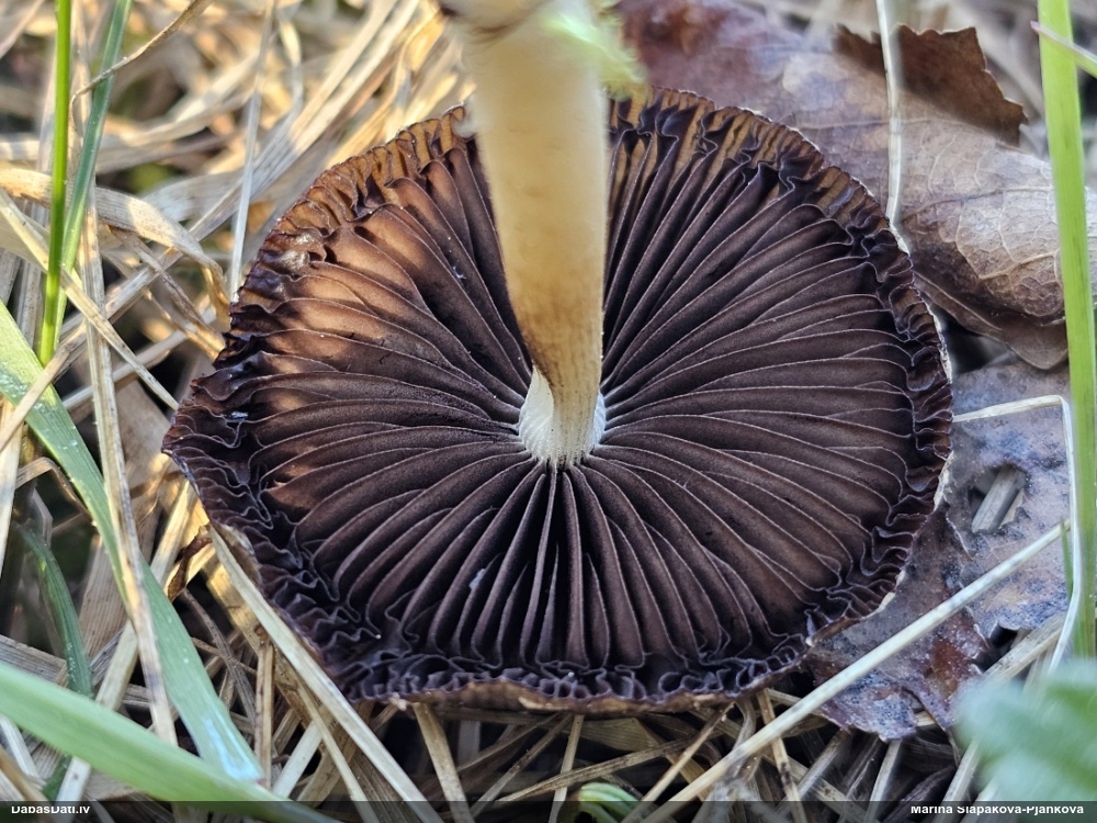 Spīgulīte (nenoteikta)